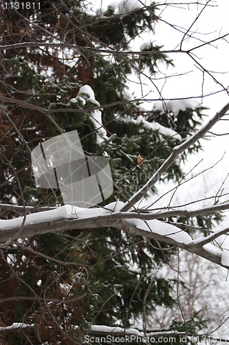 Image of Trees in Winter