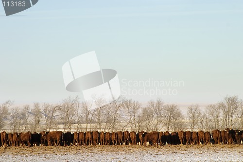 Image of Cattle Row