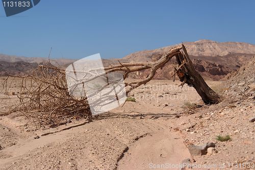 Image of Broken acacia tree over the dry creek  in the desert 