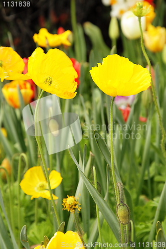 Image of Yellow poppies