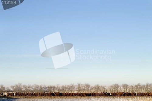 Image of Cattle Row