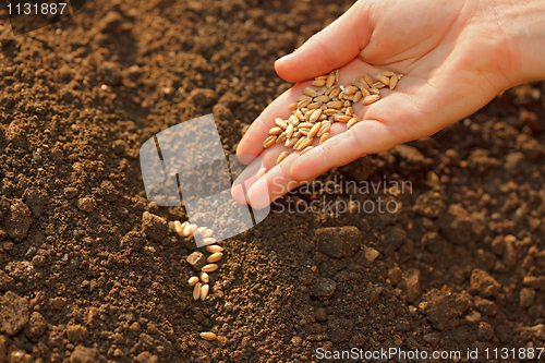 Image of Corn sowing by hand