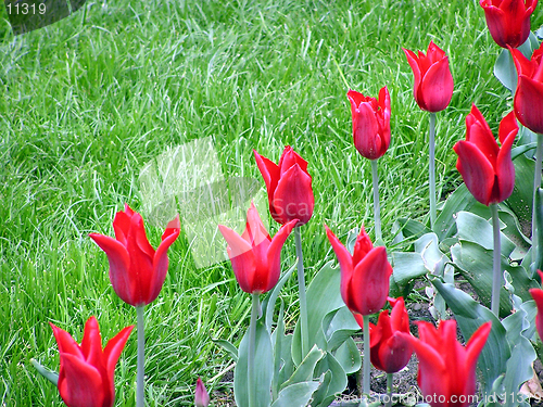 Image of Red tulips and green grass