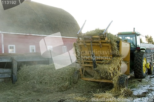 Image of Feeding Cattle