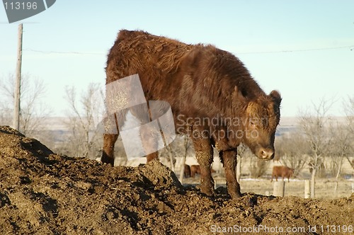 Image of Bull Calf