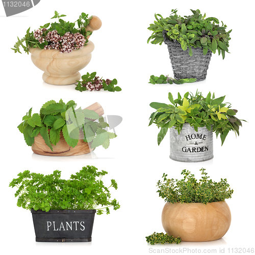 Image of Herbs in Containers