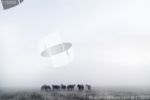 Image of Prairie Horses