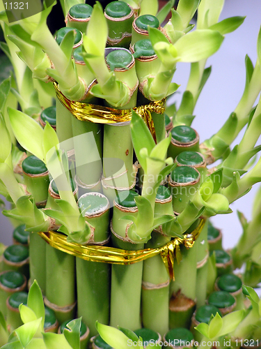 Image of Lucky bamboo