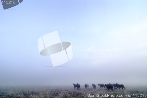 Image of Prairie Horses