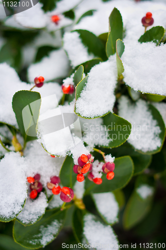 Image of Green plant covered in snow