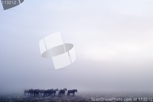 Image of Prairie Horses