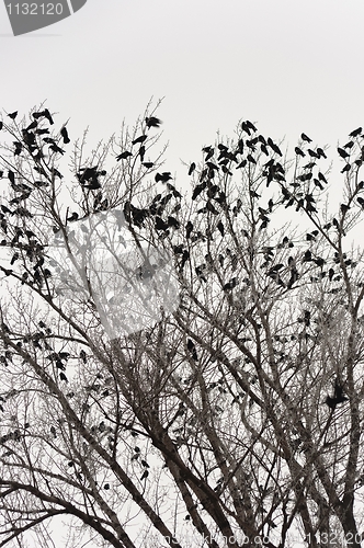 Image of Crows on the tree