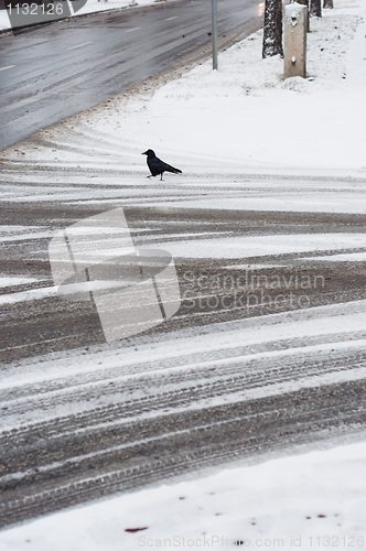 Image of Tire track on the road covered by snow with crow at winter