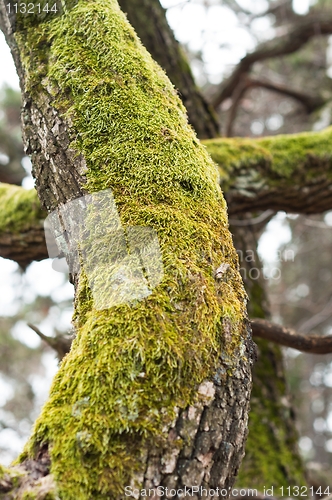 Image of Bright Green Moss (antherocerophytes) on tree trunks