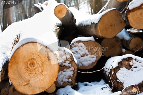 Image of Fresh logs of wood piled up with snow on them