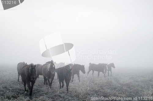 Image of Prairie Horses