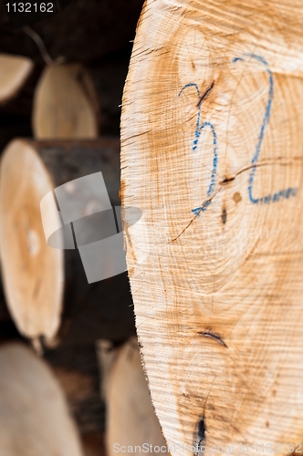 Image of Closeup of a wooden log texture