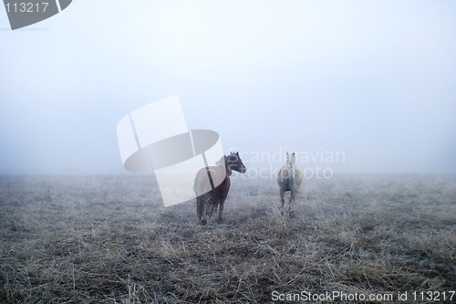 Image of Gallping in the Mist