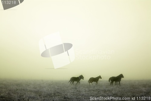 Image of Gallping in the Mist