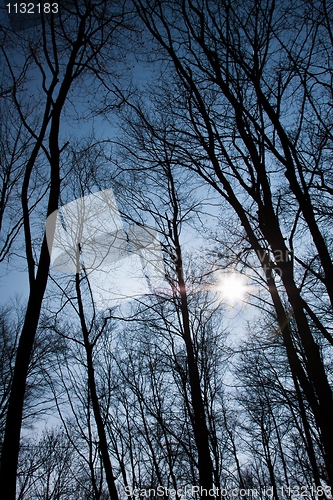 Image of Forest against blue sky angle shot