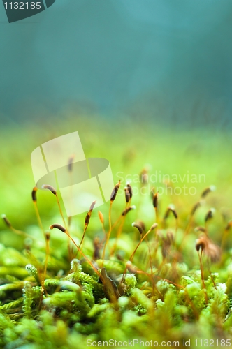 Image of Bright green moss macro shot