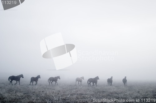 Image of Gallping in the Mist