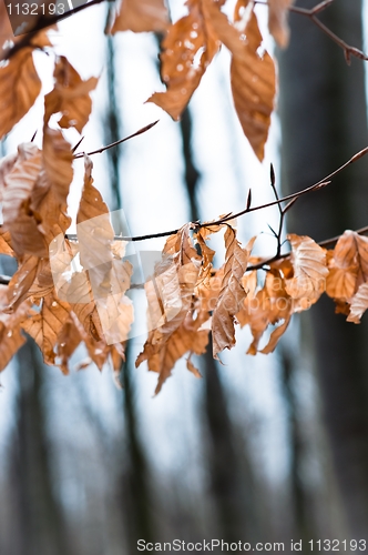 Image of Late autumn leaves with blurry trees in background