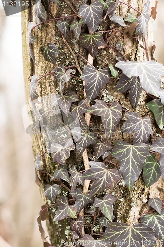 Image of Ivy leaves on an trunk of tree