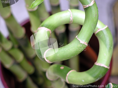 Image of Lucky bamboo