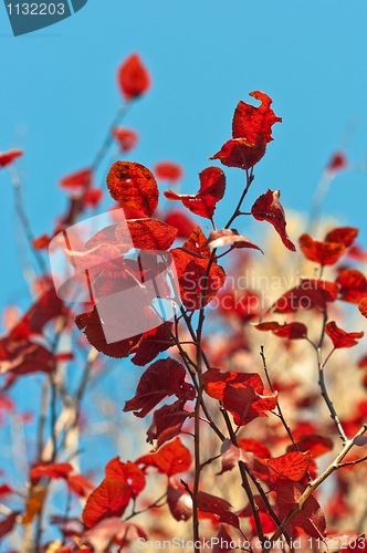 Image of Autumnal red leaves