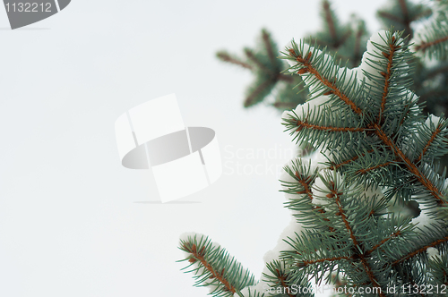 Image of Christmas background with green pine isolated on white