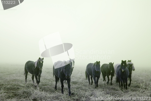 Image of Prairie Horses