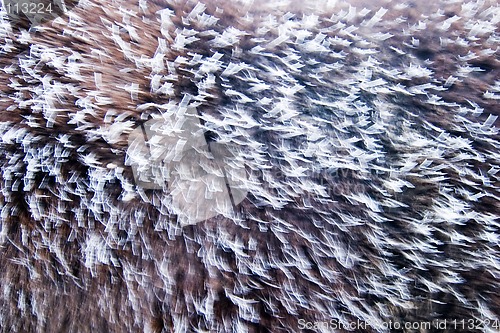 Image of Frost Abstract