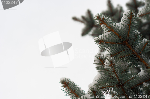 Image of Christmas background with green pine isolated on white