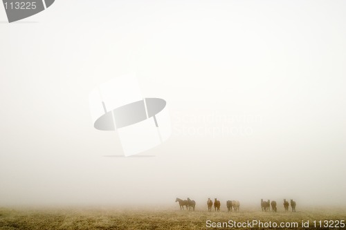 Image of Prairie Fog