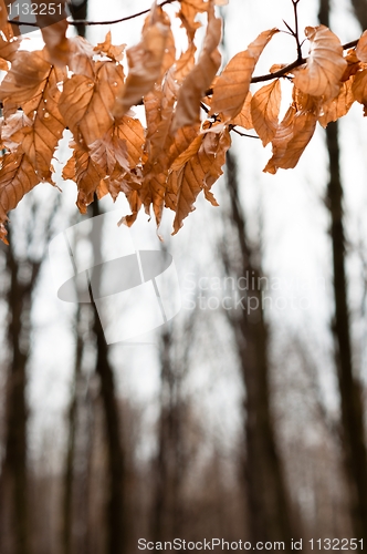 Image of Late autumn leaves with blurry trees in background