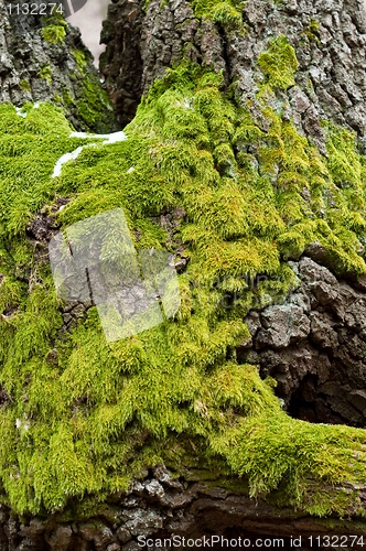 Image of Bright Green Moss (antherocerophytes) on tree trunks