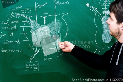 Image of Young student showing spinal chord on green chalk board