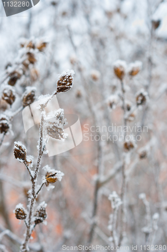 Image of Flower with ice cristals in winter