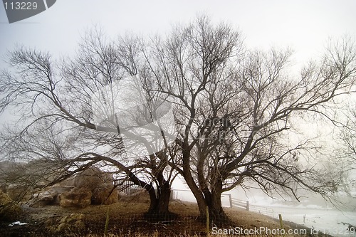 Image of Tree in fog