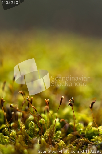 Image of Bright Green Moss (antherocerophytes)