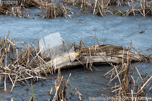 Image of Dead tree frozen in winter pond