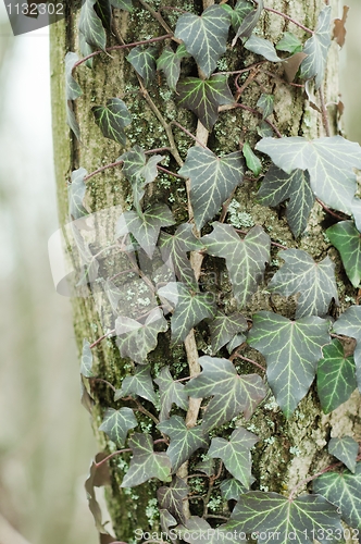 Image of Ivy leaves on an trunk of tree