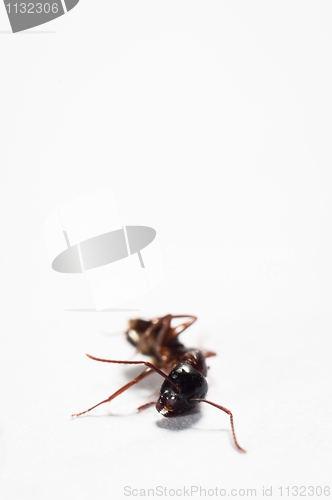 Image of Dead ant against isolated white background