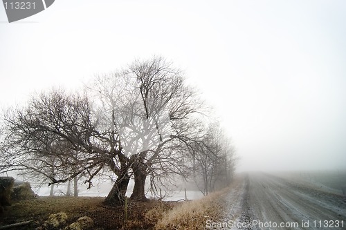 Image of Tree in fog