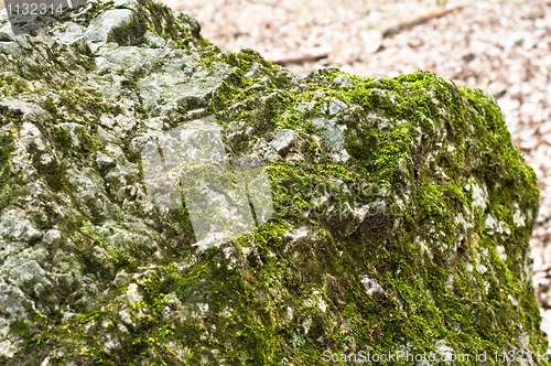 Image of Bright green moss on rock in forest