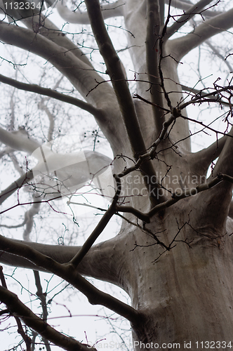 Image of Winter tree in the fog without leaves
