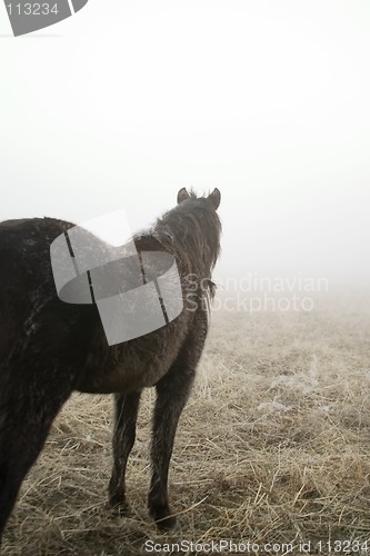 Image of Prairie Horse