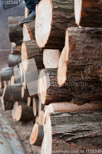 Image of Fresh logs of wood piled up