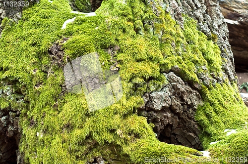 Image of Bright green moss on tree trunk